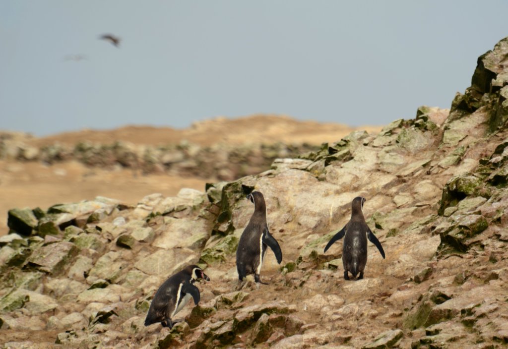 The penguins of Ballestas Islands, one of the 4 Peru highlights south of Lima. Others are Paracas, Huacachina and Nazca