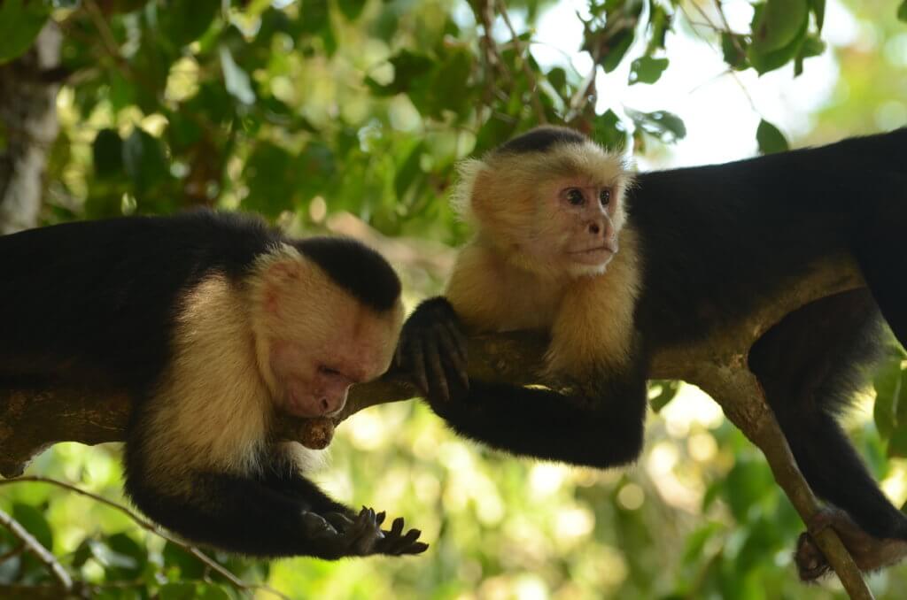 2 capuchin monkeys