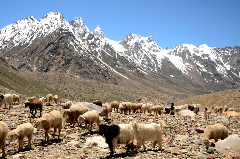 Mountain goats with snow-capped Himalayan mountains in the background. Kaza-Manali road. Kinnaur and Spiti road trip.