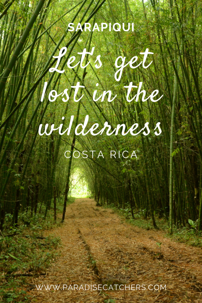 Bamboo forest in a private farmland of Sarapiqui