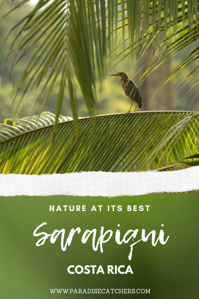 Beautiful birding opportunities at Sarapiqui