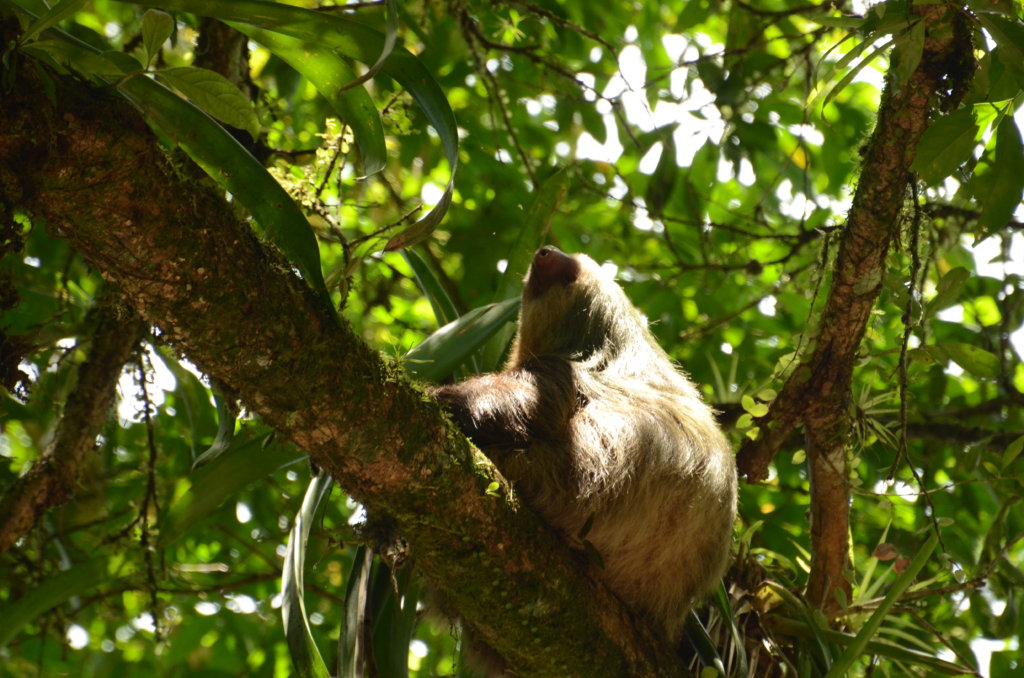 Sloth, chilling under the sun, in Sarapiqui