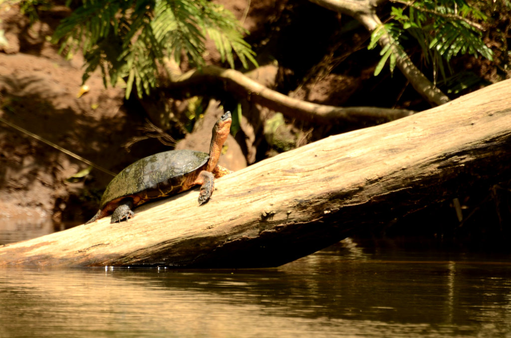 Black river turtle sitting on a tree log with its face up, at Rio Puerto Viejo in Sarapiqui