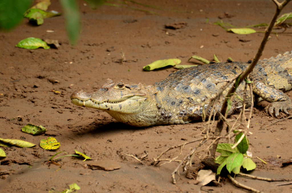 Caiman, relaxing on the banks of Rio Puerto Viejo in Sarapiqui