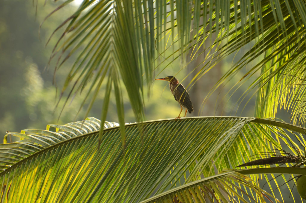 Heron sitting on a palm tree leaf, at Casa Sarapiqui