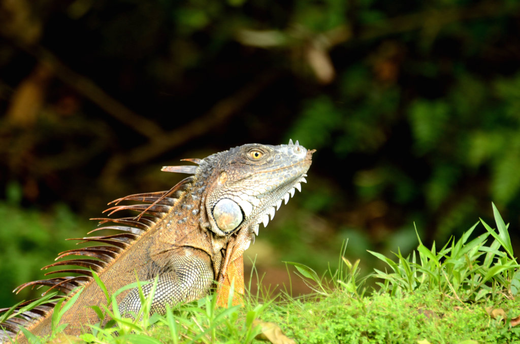 Iguana lying on the grass with its face up, near the banks of Rio Puerto Viejo in Sarapiqui