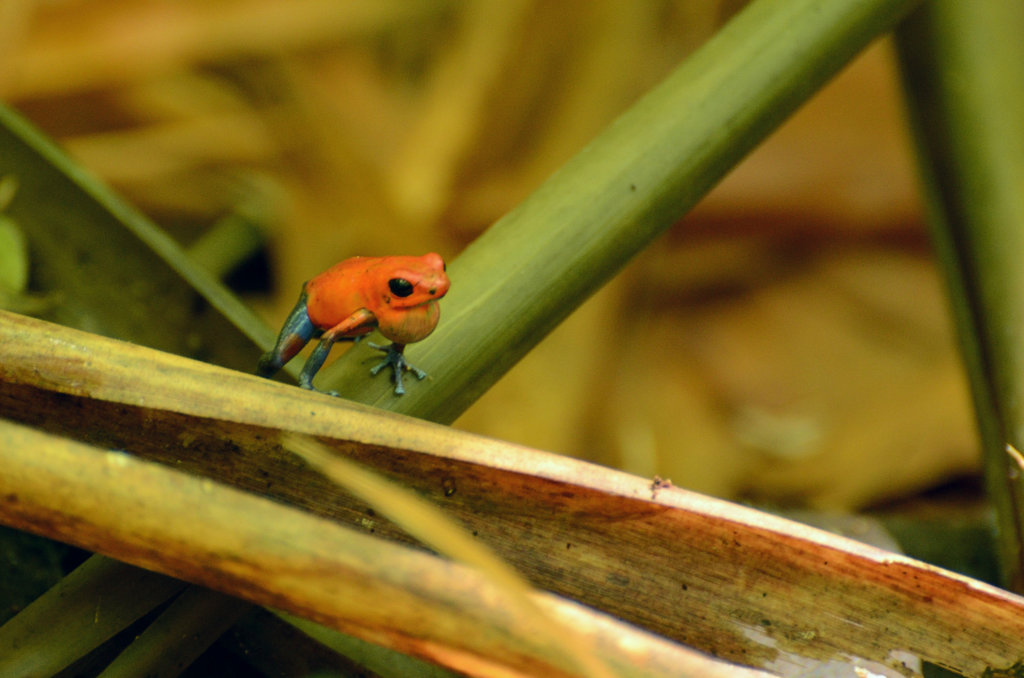Poison dart blue-jeans frog