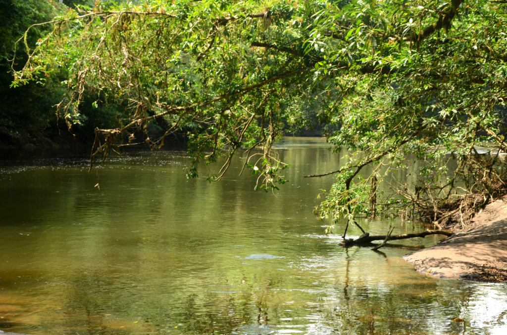 Tree branches slanting over Rio Puerto Viejo, Sarapiqui