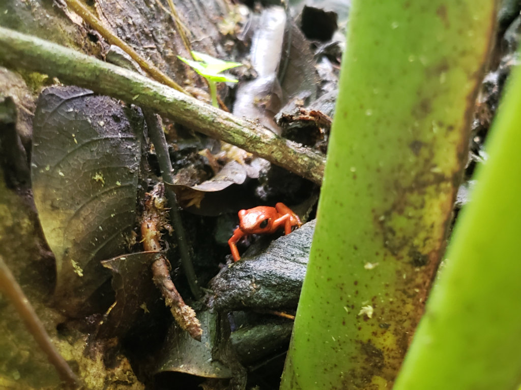 Red poison dart frog, on the wet dried leaves on the ground, in the gardens of Cafe Rico, Puerto Viejo, Costa Rica.