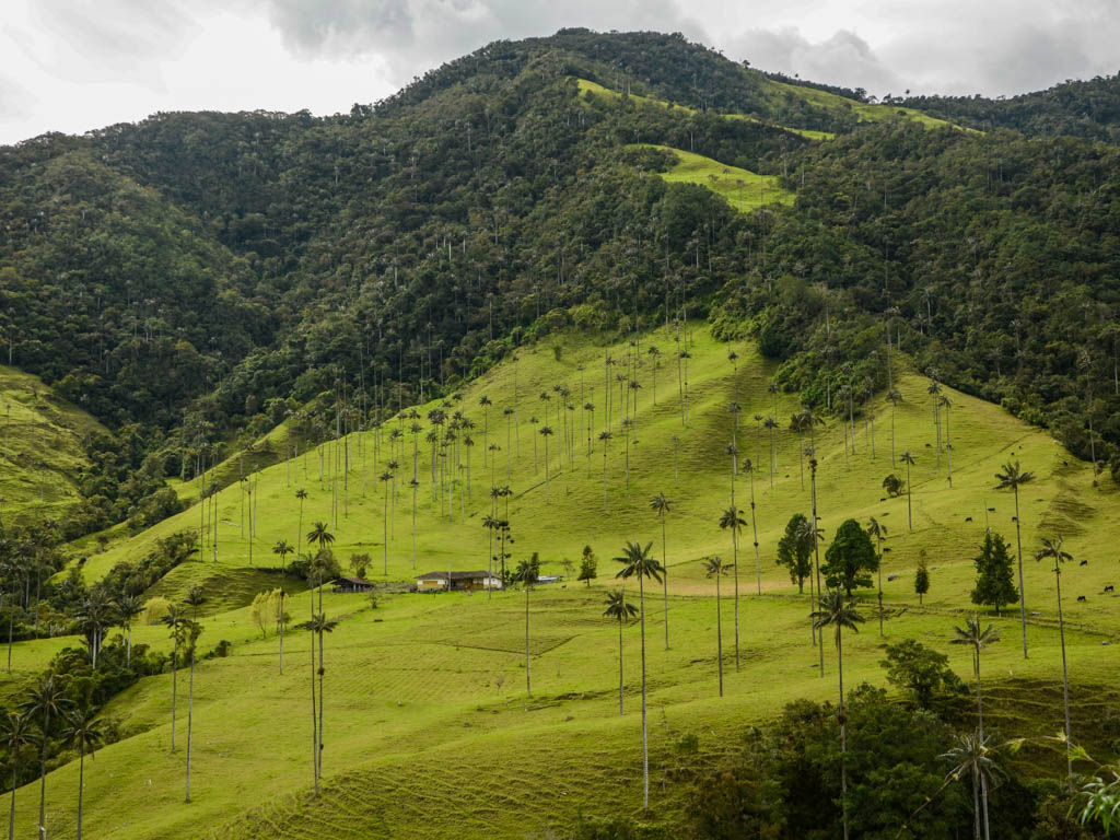 Palm trees in the lush green Cocora Valley