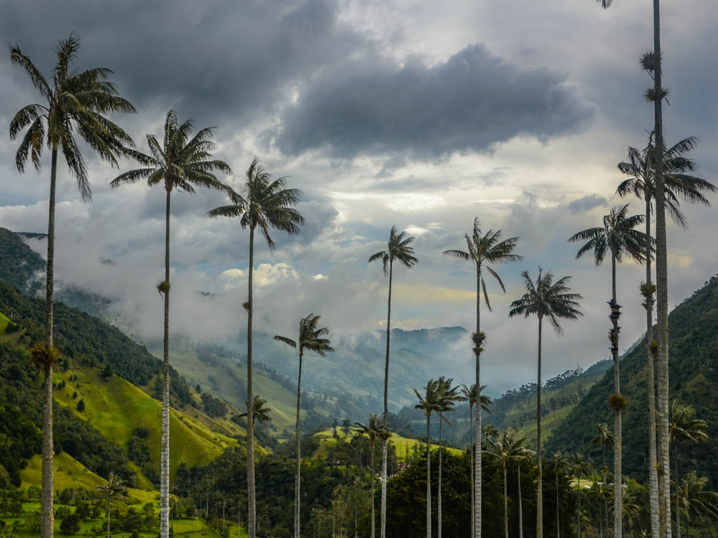 Wax Palm Trees of the Cocora Valley, near Salento