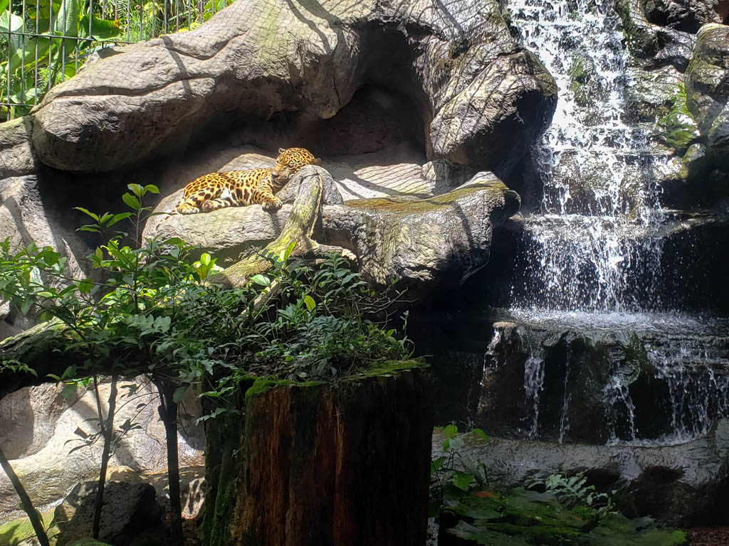 Jaguar, taking a nap with a small waterfall structure next to it.