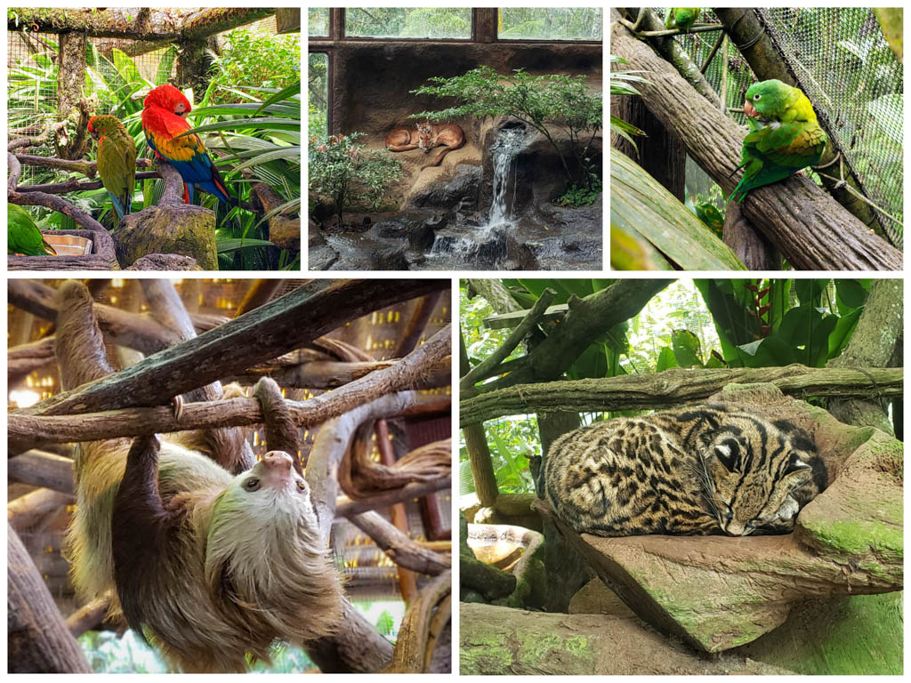 Clockwise from left: Parakeet + Scarlet macaw, Puma, Parakeet, Wild cat, Sloth