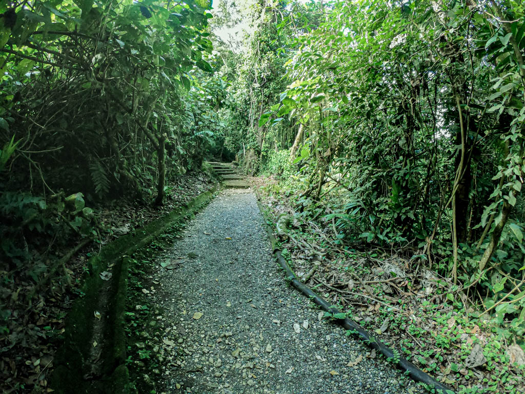 The trail at Guayabo National Monument. A road leading through the forests.