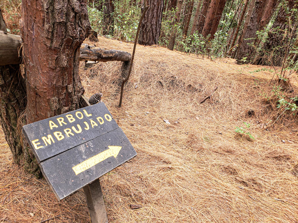 The sign indicating the path to the Haunted Tree in Sector Prusia.