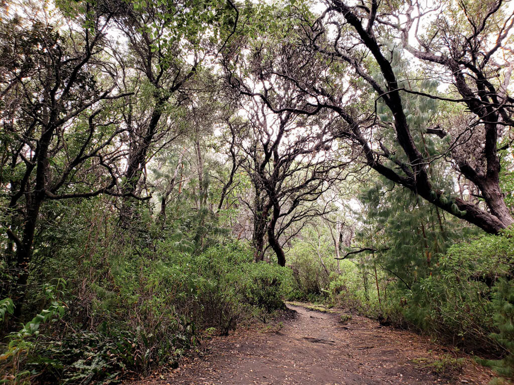 Forest trail with tree branches leaning over the trail.