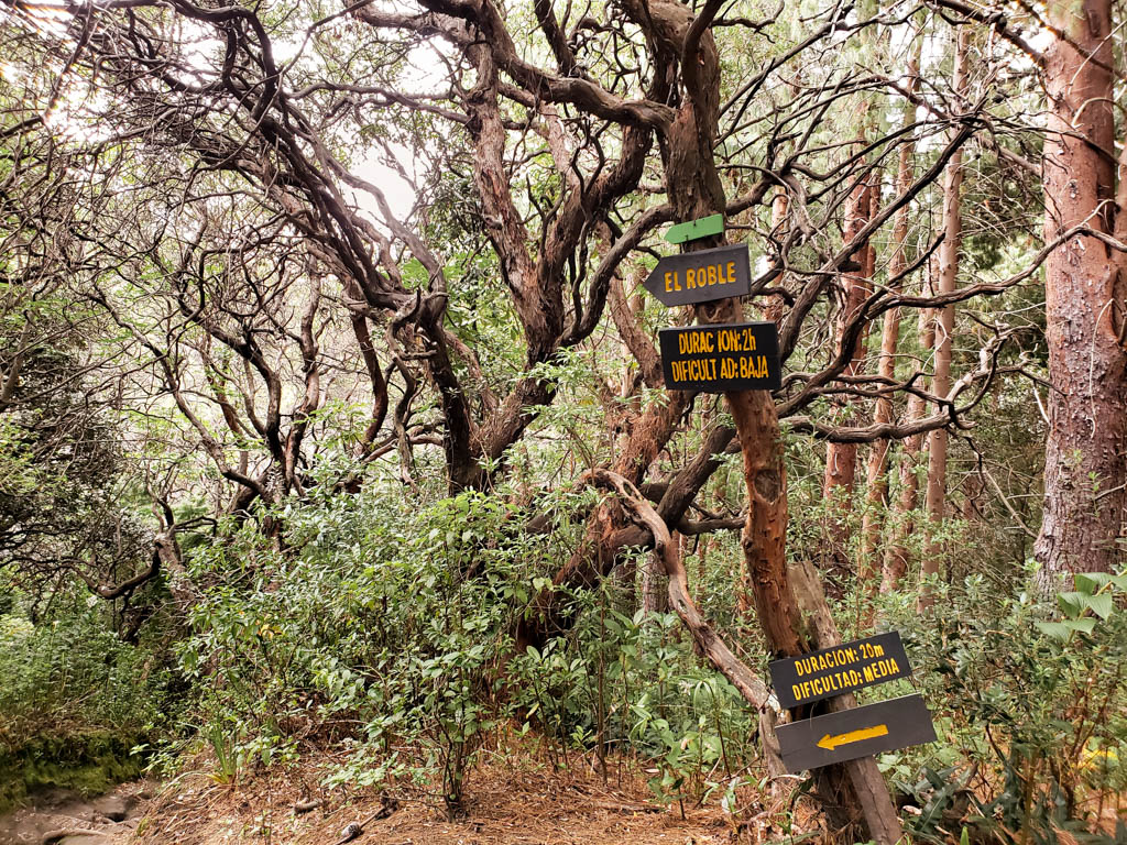 El Roble Direction board and patterns of trees.