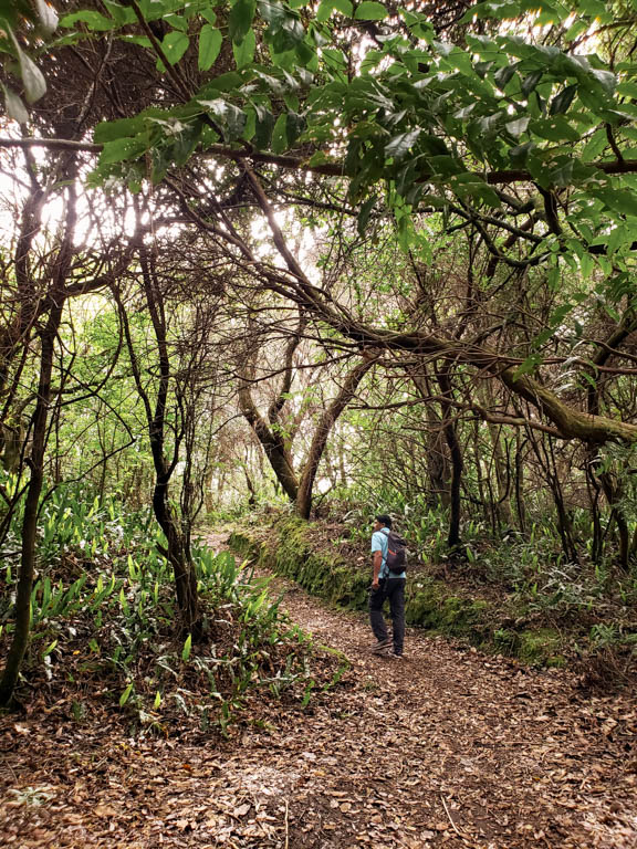Indranil, on El Roble trail