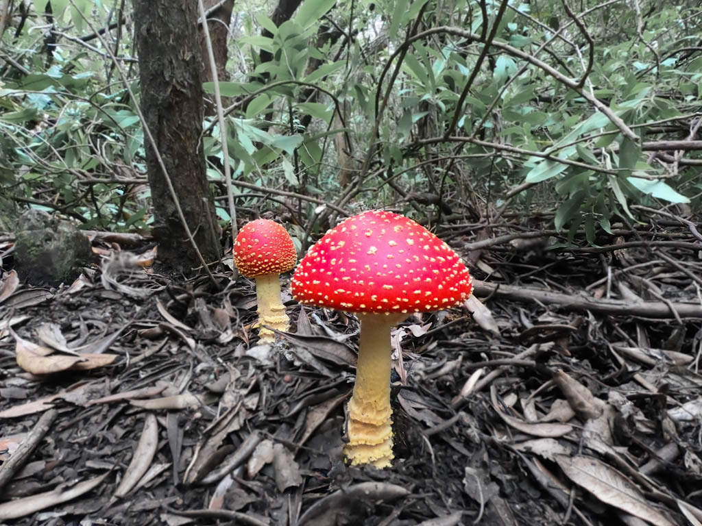 Two red mushrooms on the ground