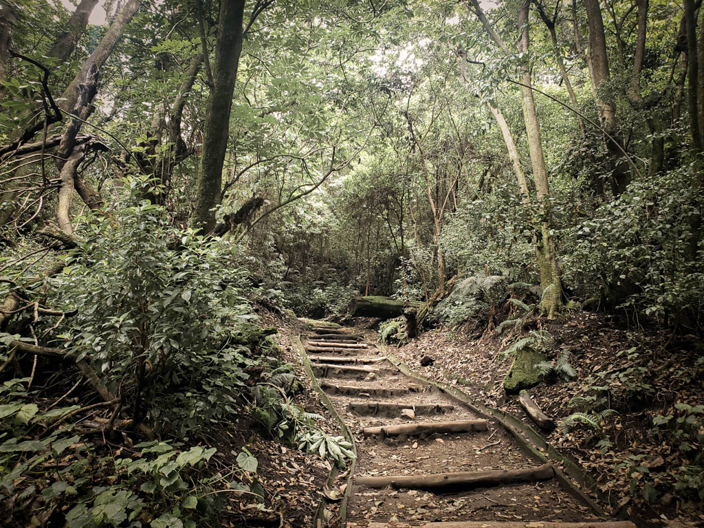 Wooden stairway laid on the trails.