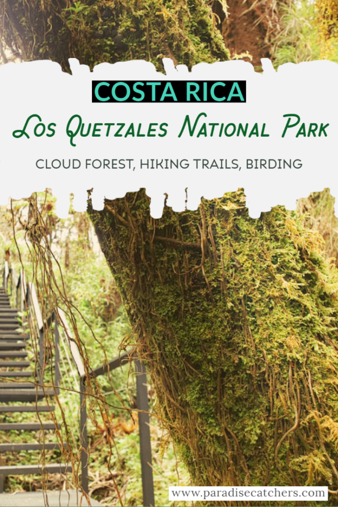 The complete guide to Costa Rica's Los Quetzales National Park, known for its enchanting cloud forests and elusive Resplendent Quetzals.