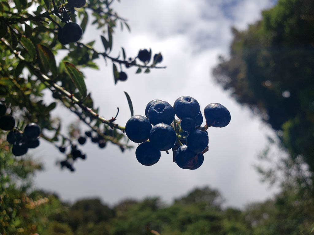 A cluster of black berries at Ojo de Agua trail.