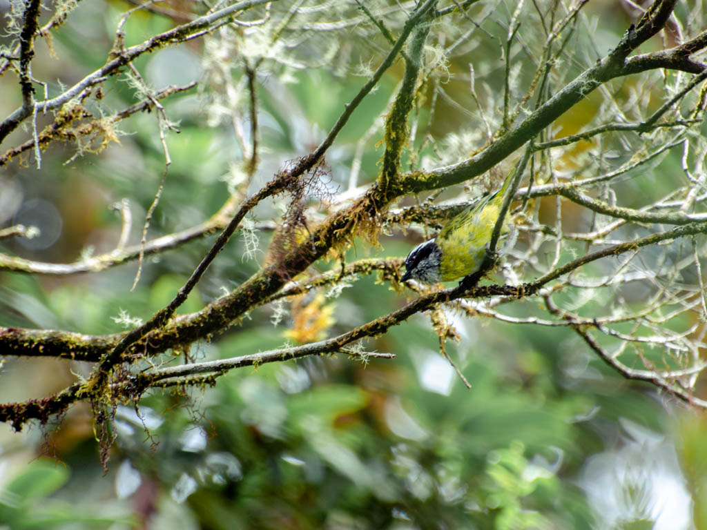 A yellow bird peeping in from the branch of a moss covered tree in the green forest.