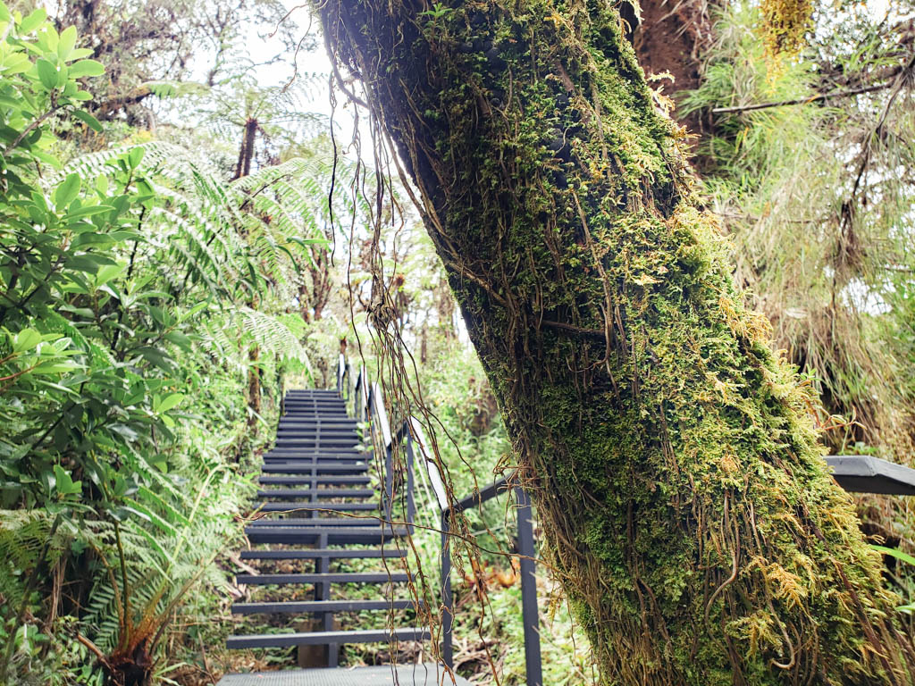 Iron framed stair cases in the cloud forest. A moss covered tree trunk forming the foreground in the photo frame.