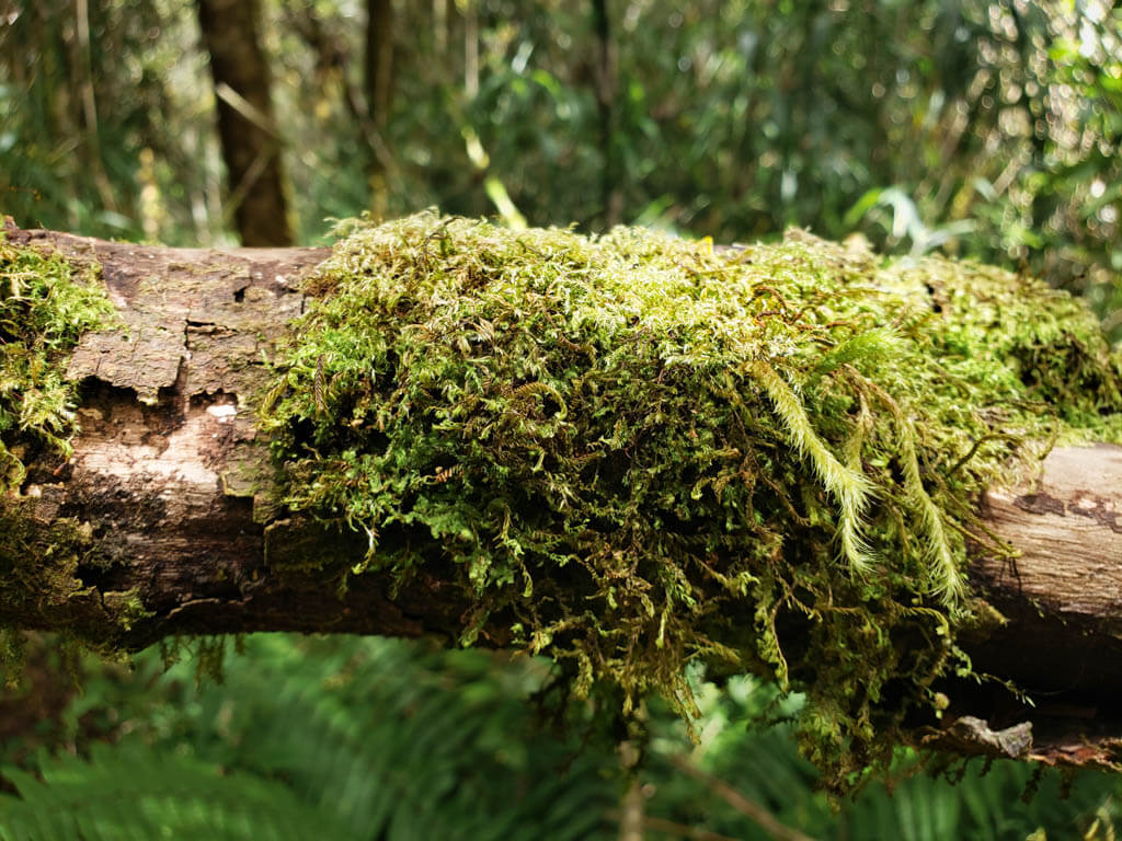 A moss covered tree in Los Quetzales National Park