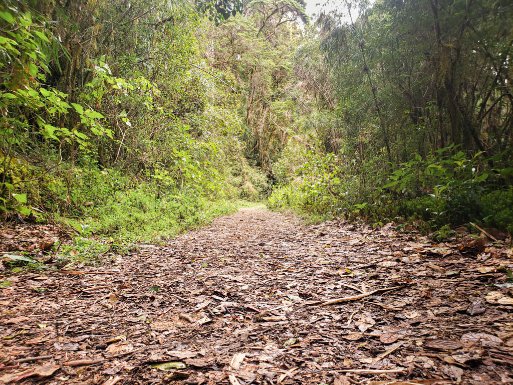 Ojo de Agua Trail - dirt road covered with fallen dried leaves.