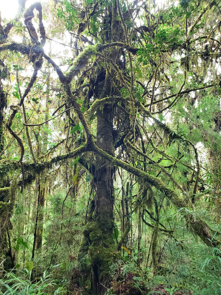 A moss covered tree at Los Quetzales National Park.