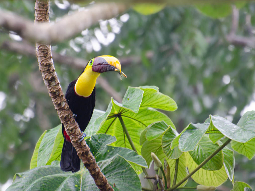 Chestnut-mandibled Toucan while having lunch