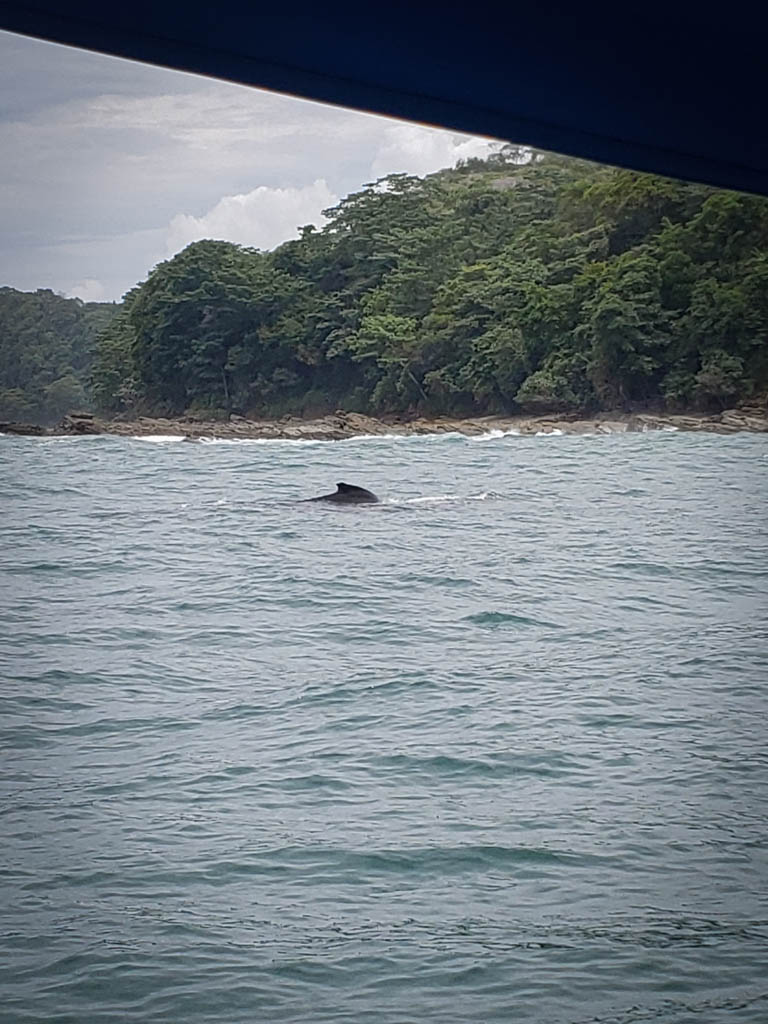 Humpback Whale Fin