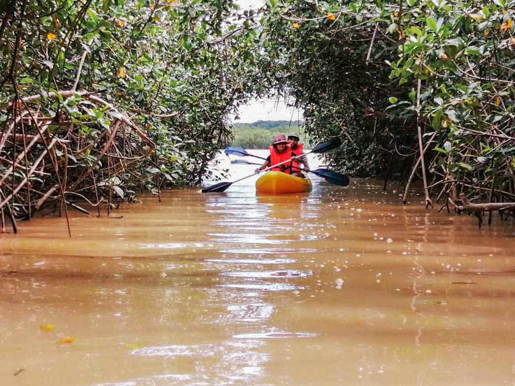 Kayaking in Terraba-Sierpe Mangrove