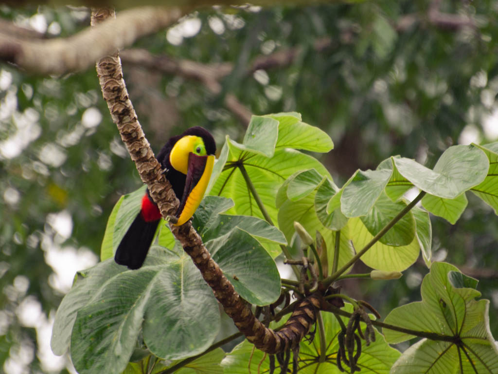 Chestnut-mandibled Toucan feeding on a fruit