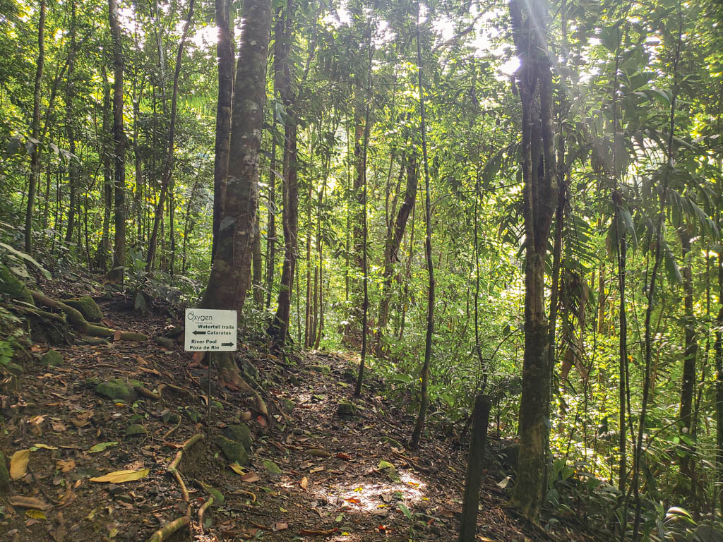 Diversion on the jungle trail. A white sign board indicates Left for waterfalls, Right for River Pool