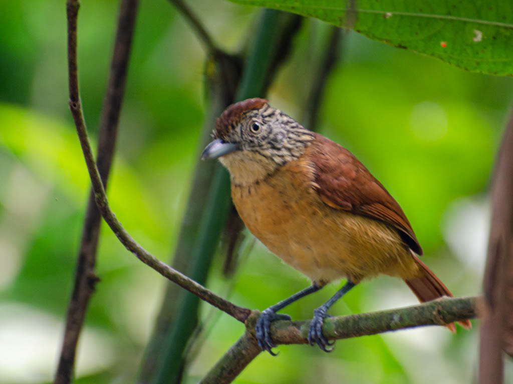 The Female Antshrike