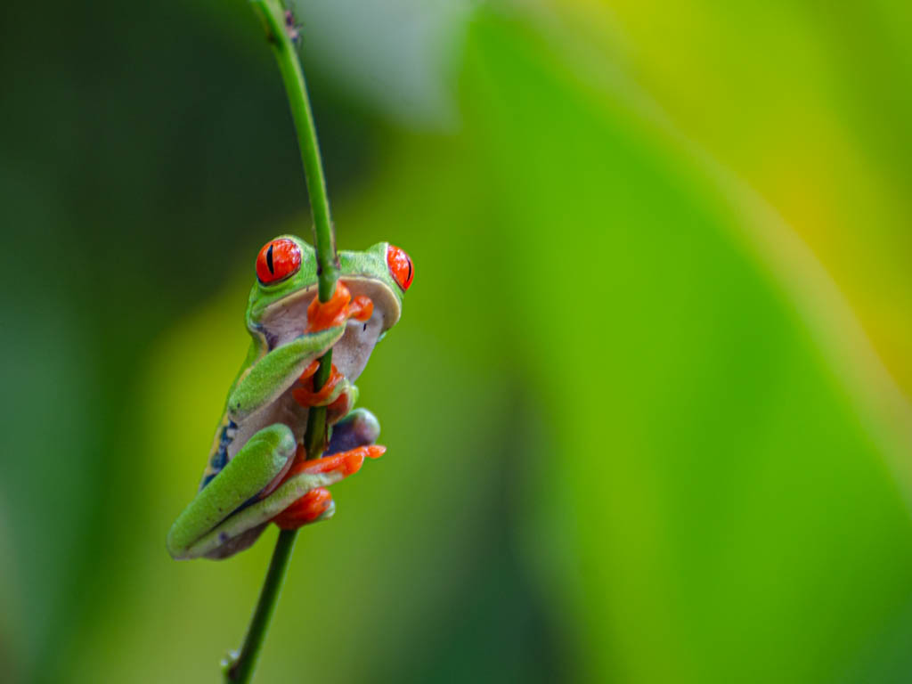The Red-eyed Tree Frog