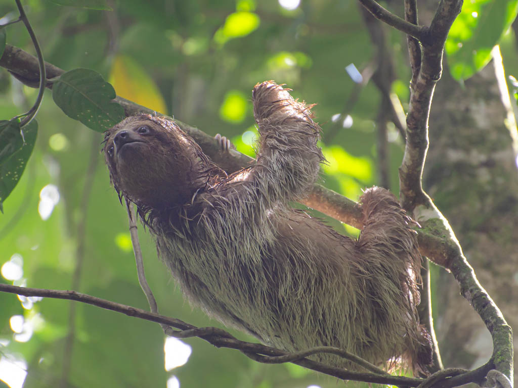 Three-toed sloth at Bogarin Trail in La Fortuna.