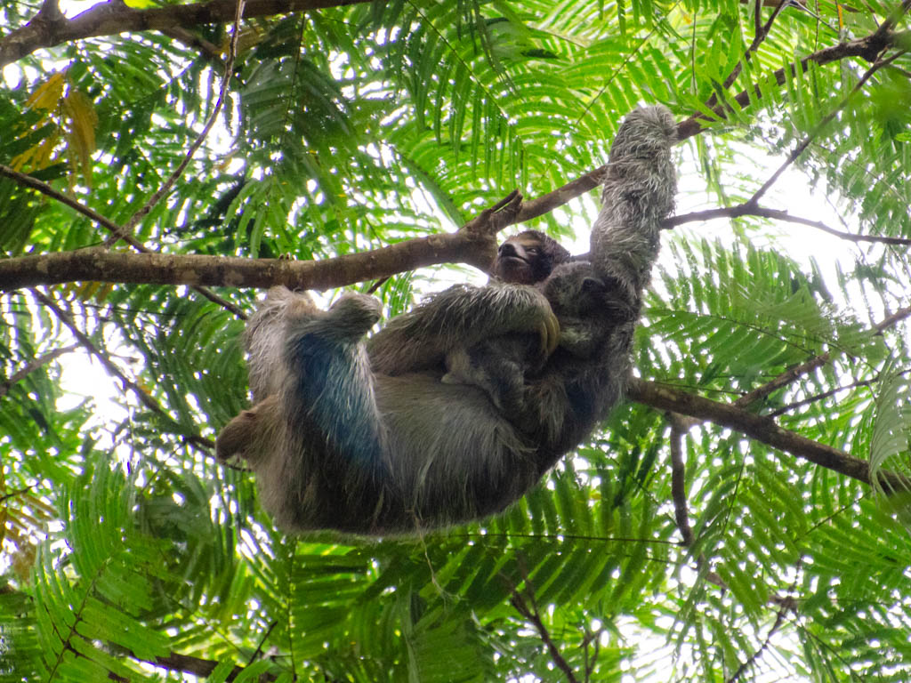 Bogarin Trail - Mom and the Baby Sloth in La Fortuna, Costa Rica