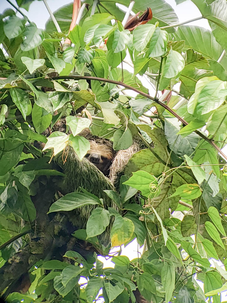 Bogarin Trail - Sleeping Sloth in La Fortuna, Costa Rica