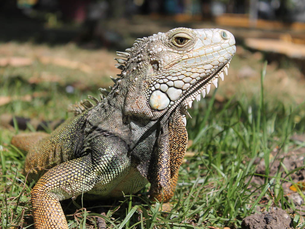 Iguana at Centenario Park.