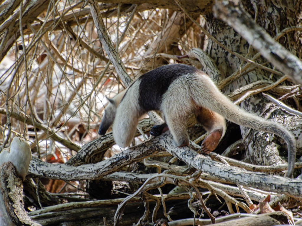 Anteater, seen from behind, in Cabo Blanco Absolute Natural Reserve.