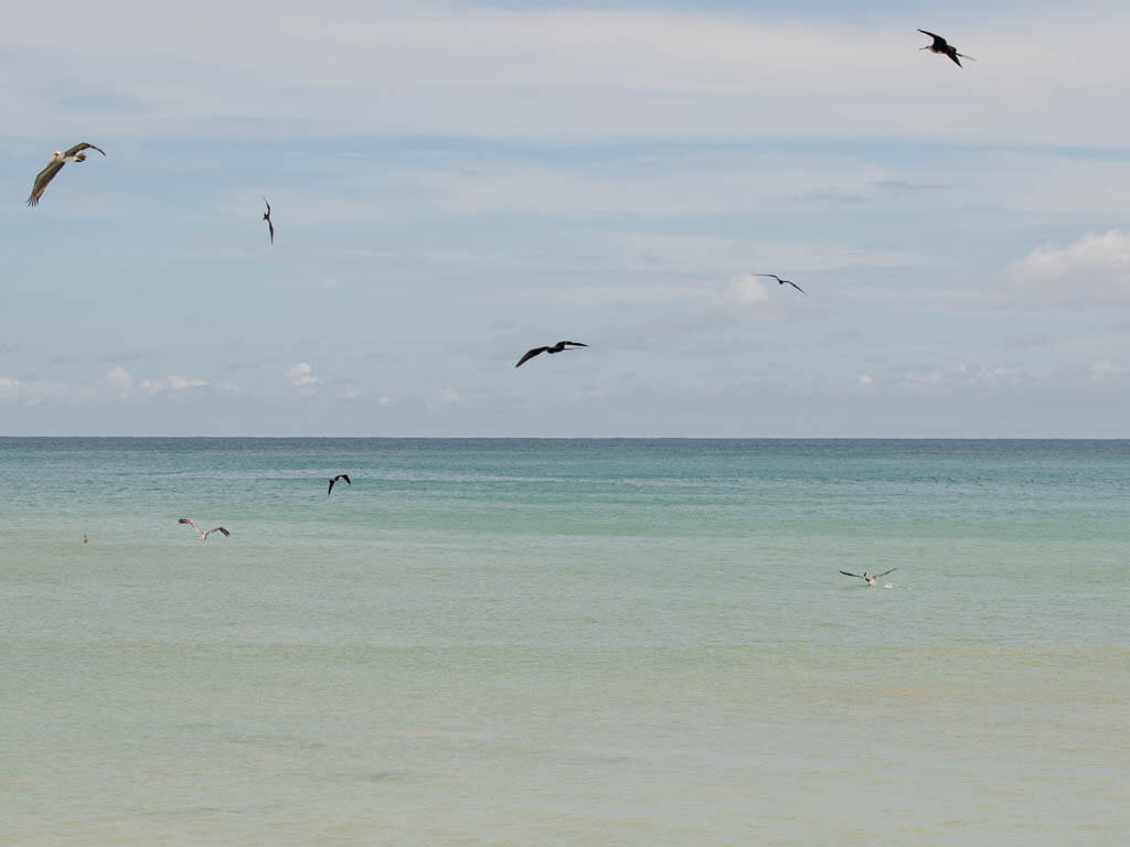 Aquatic birds flying above the ocean near the Cabo Blanco beach.