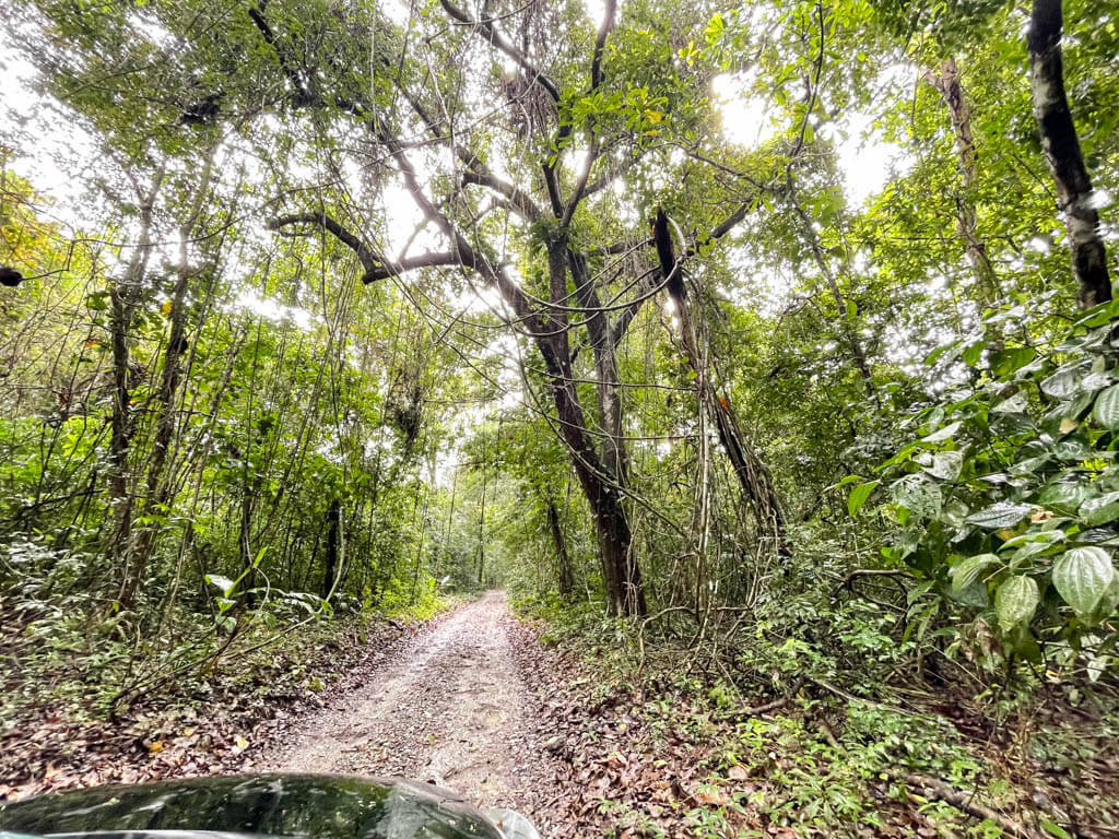 Car moving on the last bit of road before the reserve entrance to the Cabo Blanco Absolute Natural Reserve surrounded by trees.