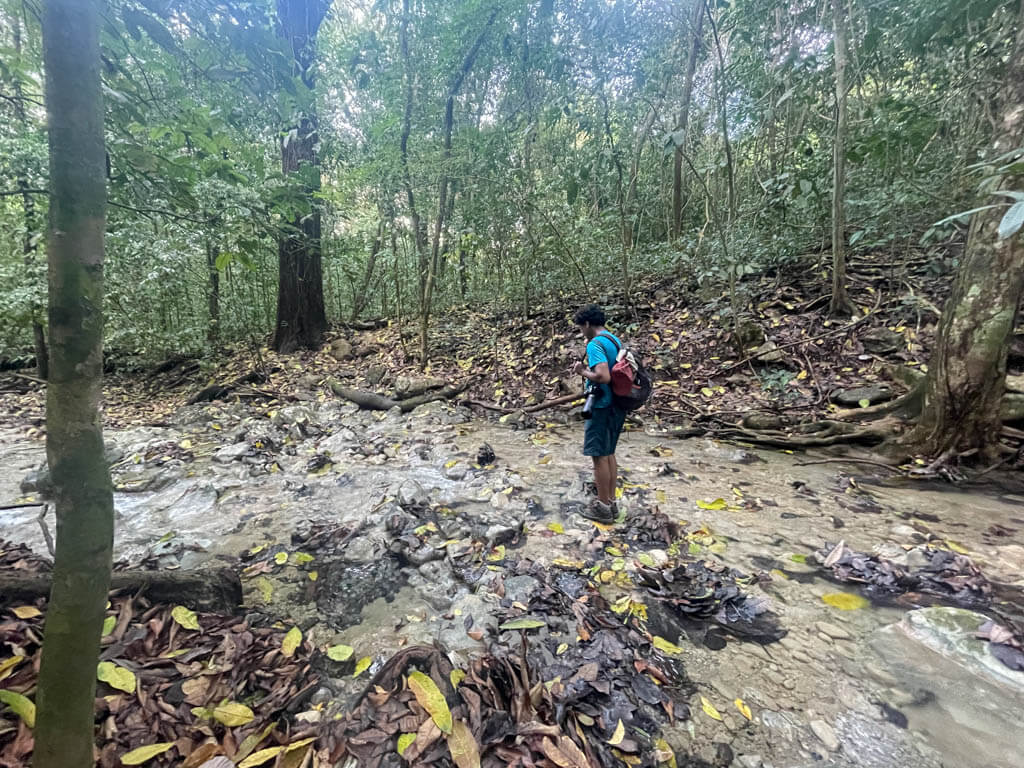 A man wearing dark blue shorts and blue dry-fit t-shirt, is navigating the river on the hiking trail at Cabo Blanco Absolute Natural Reserve in Costa Rica.