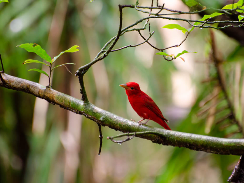 A red colored summer tanager bird sitting on a branch of a tree, spotted along the hiking trails of Cabo Blanco Absolute Natural Reserve.