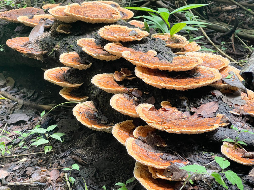 Multiple round mushrooms of different size on a dead branch.
