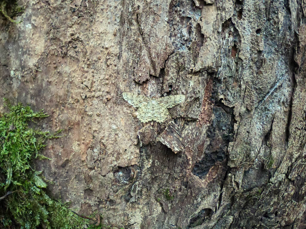A brown butterflye camouflaged against the bark of a tree.