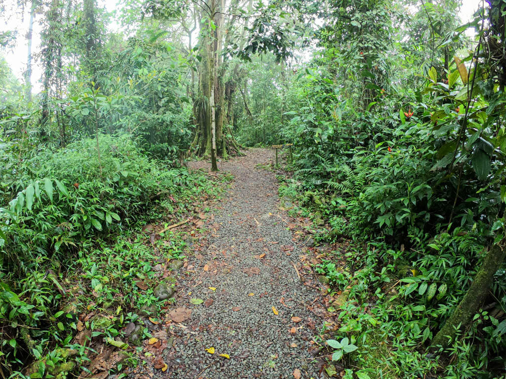 Hiking trail, a dirt path through the primary rainforest.